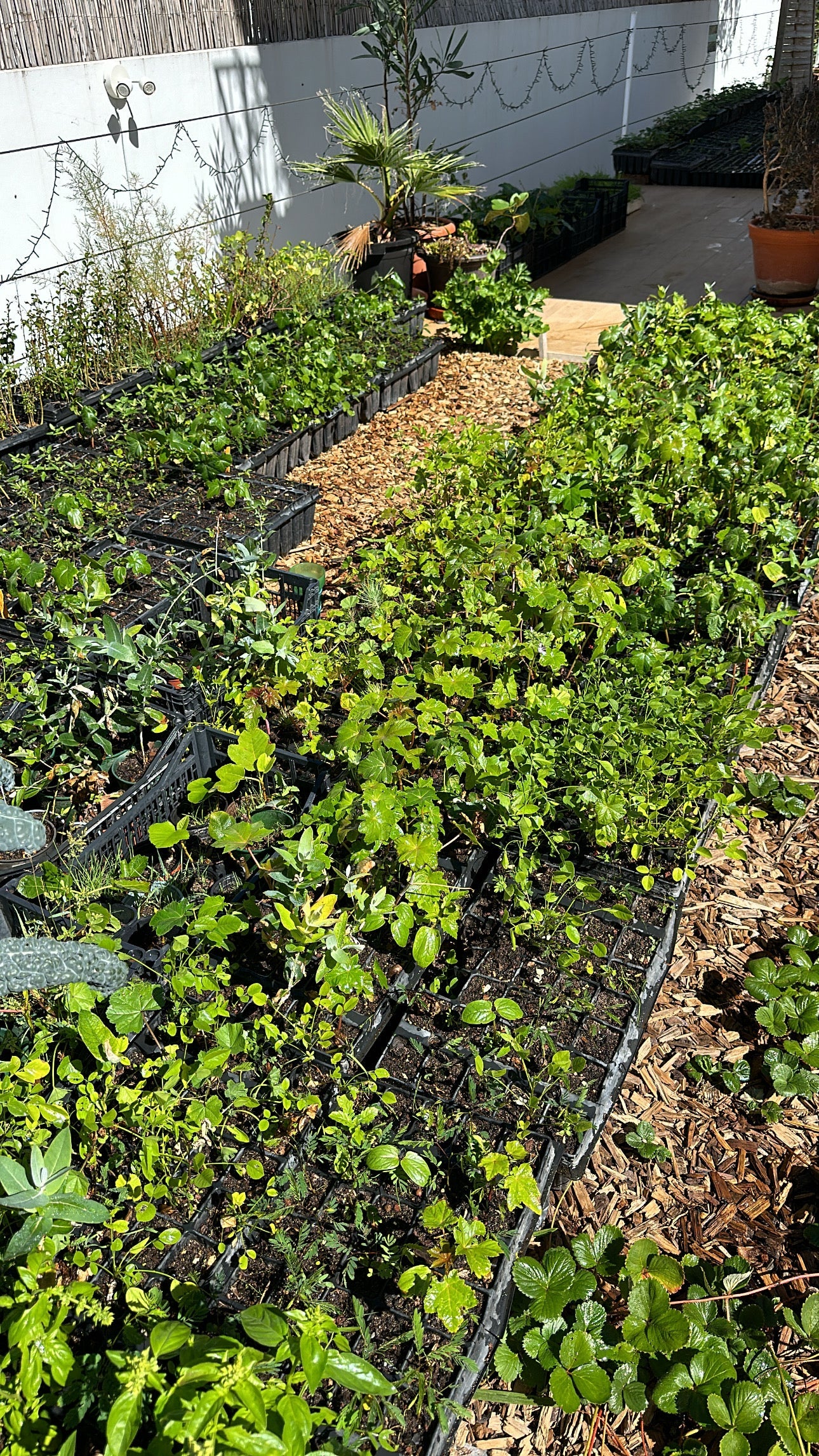 MIA Moda Regenerativa Donar bandeja forestal/35 árboles